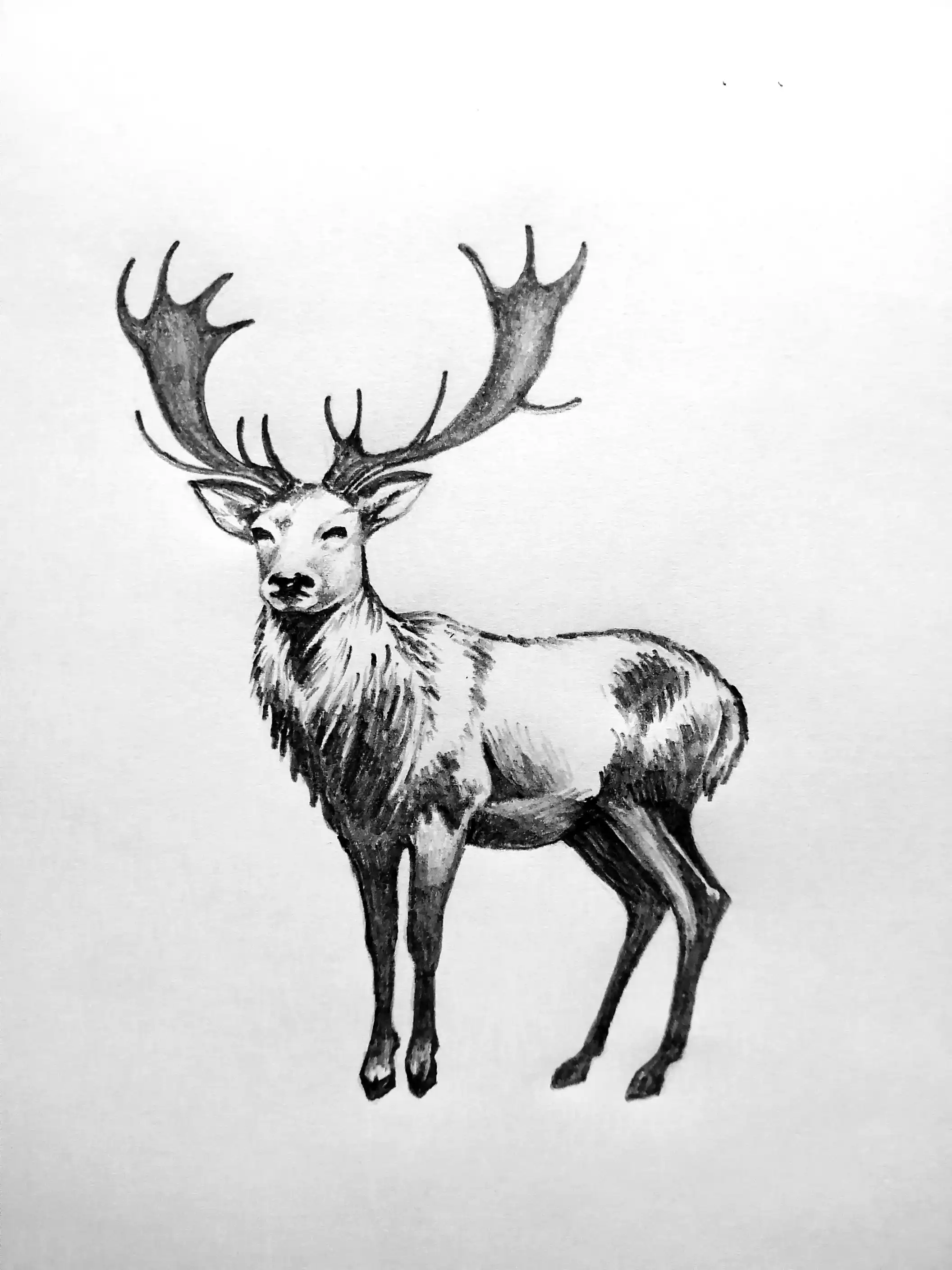 Graphite deer rendering with tonal depth